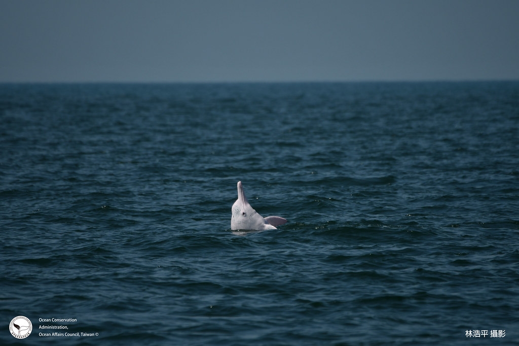 臺灣白海豚終於有合法的家！圖片來源：海保署提供