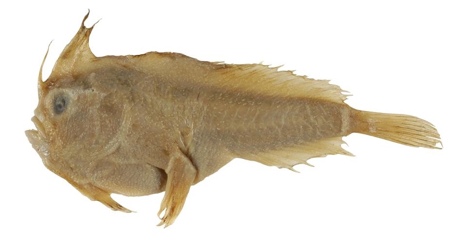 生物學家弗朗索瓦．佩隆於1802年採集並帶回法國的單翼合鰭躄魚，是該物種已知唯一的一份標本。IMAGE BY CSIRO AUSTRALIAN NATIONAL FISH COLLECTION