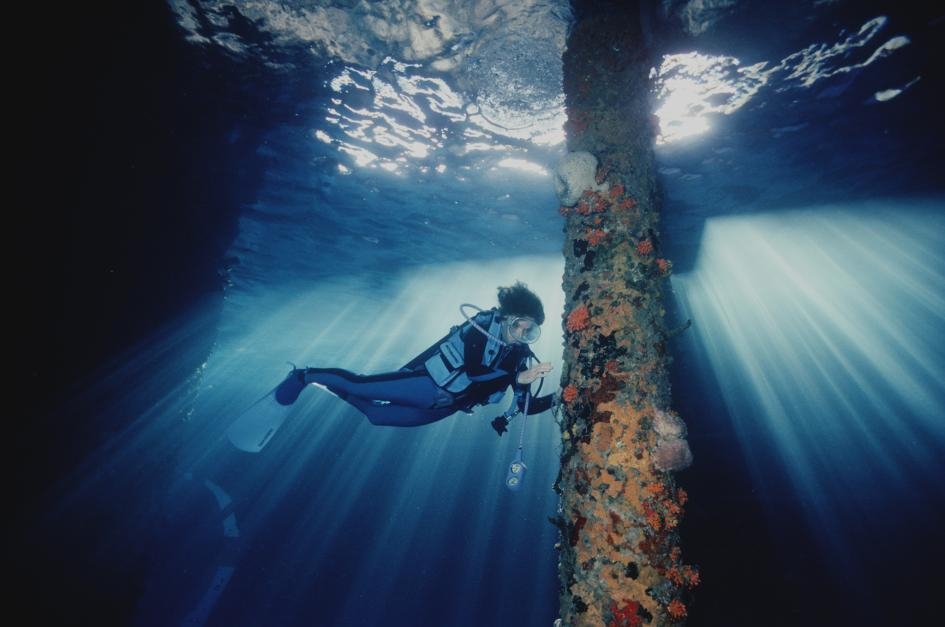 席薇亞．厄爾是一名海洋科學家，也是國家地理的常駐探險家。2017 年，她在波奈島（Bonaire Island）的一座碼頭附近觀察珊瑚的生長。 PHOTOGRAPH BY DAVID DOUBILET, NAT GEO IMAGE COLLECTION 