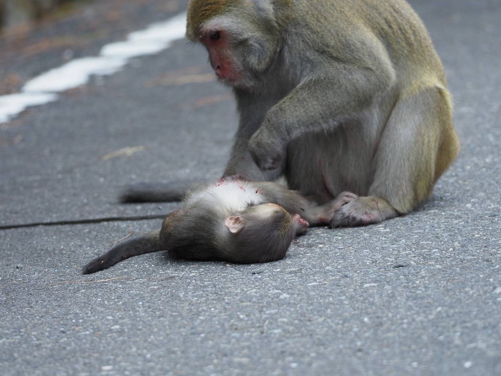 8月21日石山停車場至界碑群，發生獼猴路殺事件。照片來源：玉管處