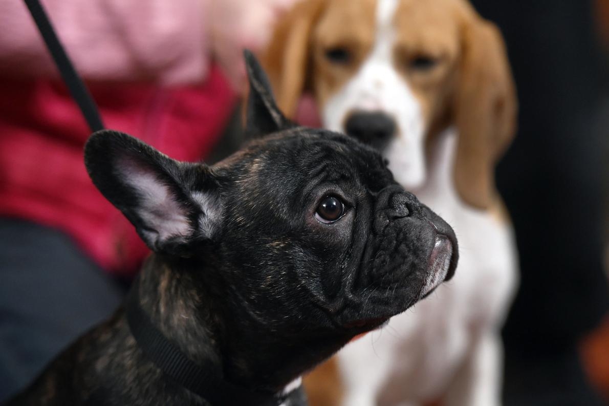 出席在2015年2月26日美國犬業俱樂部（American Kennel Club）紐約記者會的法國鬥牛犬寶寶路易斯（Louis）。PHOTOGRAPH BY DON EMMERT, AFP/GETTY