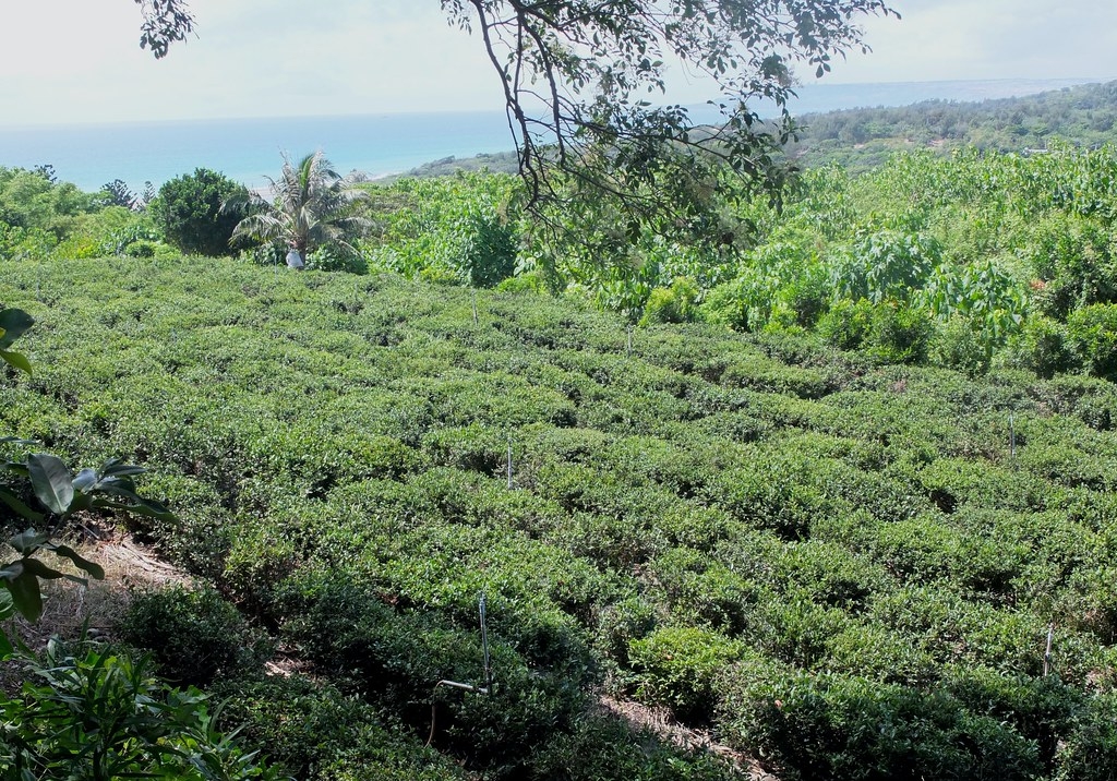 港口茶是滿州鄉傳統特色農作，因長於港口村而得名。是臺灣唯一實生種和原生種的茶樹。鄭雅云攝。