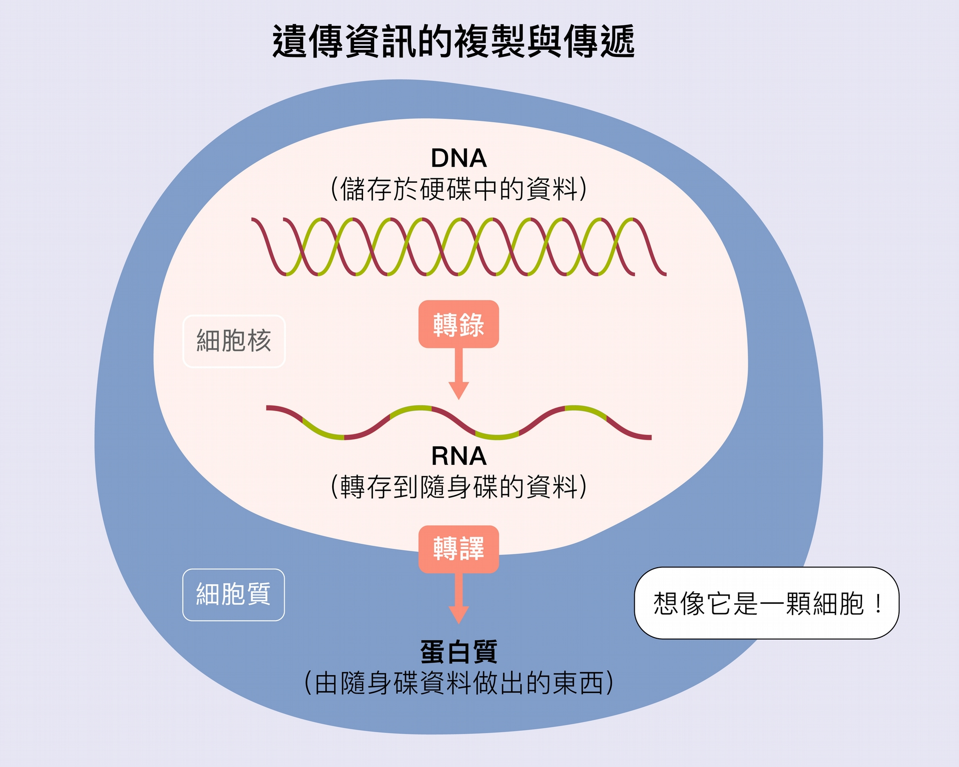 生物所有基因的資訊全部是在 DNA 上，好比身上的「硬碟」。細胞要使用這些資料時，必須把細胞核裡的 DNA 的資訊，轉錄成為 RNA—-好比用「隨身碟」把硬碟資料拷貝出來。接下來，RNA「隨身碟」的資訊進入細胞質，進行轉譯，製造各種蛋白質，好比把隨身碟內的資料列印成實體文件。 資料來源│張典顯 圖說設計│黃曉君、林洵安 