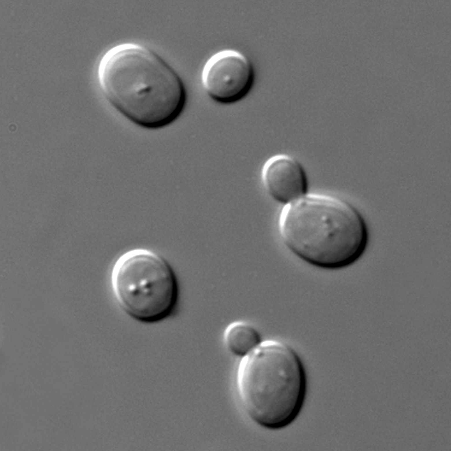 顯微鏡下的酵母菌， 90 分鐘即可產生一個世代，非常適合進行演化實驗。 圖片來源│維基百科 