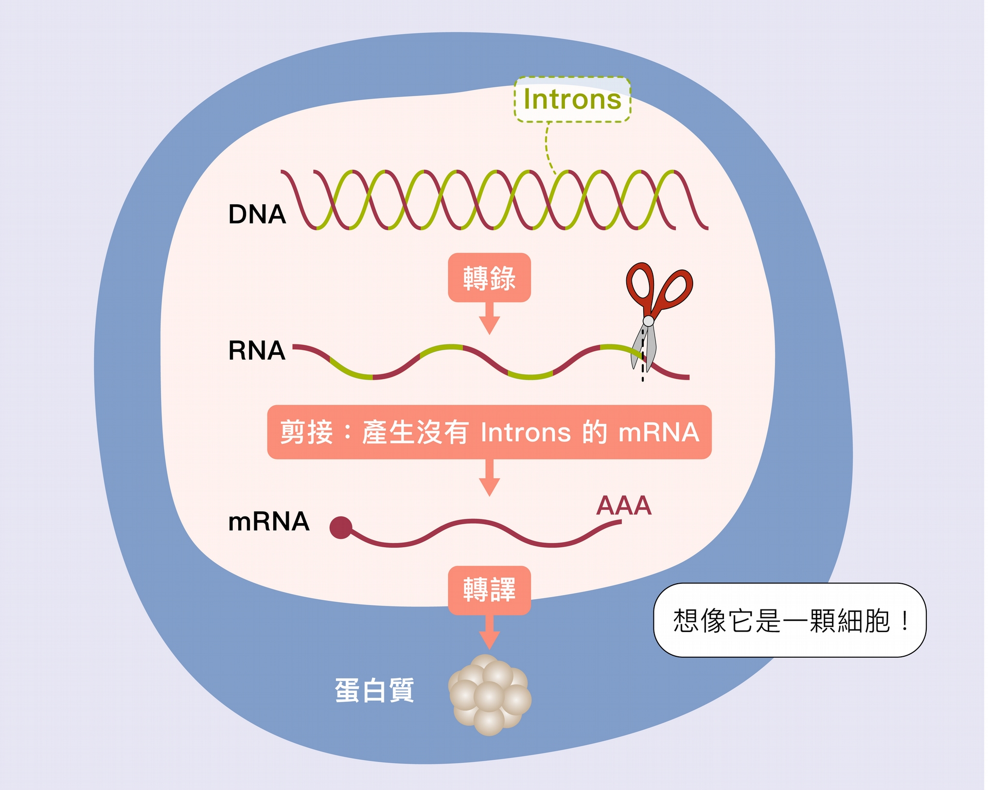 DNA 基因不是呈連續性的，中間穿插一些不需要的片段稱為內含子 (introns)，轉錄後的 RNA 必須剪去中間不需要的部分，把有用片段接起來，變成信使 RNA (mRNA)，細胞才能根據它製作蛋白質。 資料來源│張典顯 圖說設計│黃曉君、林洵安 