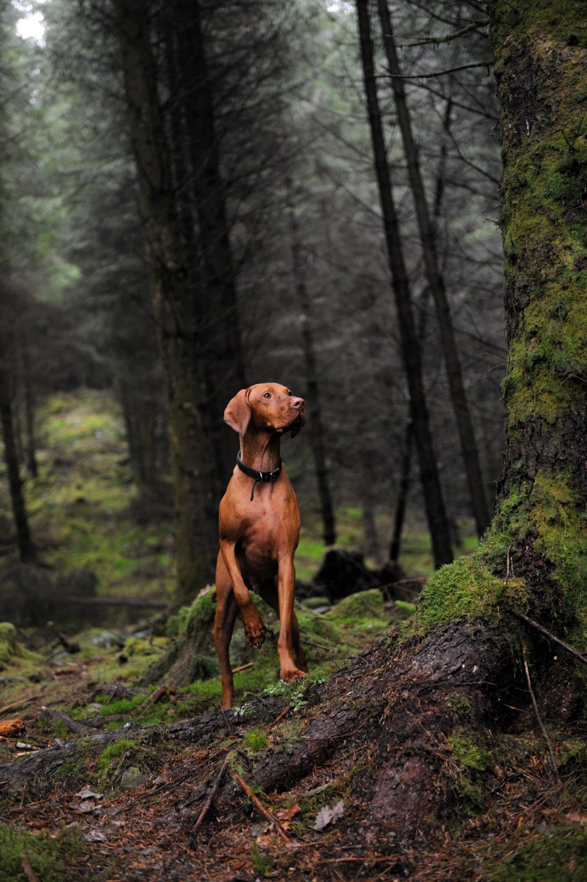 在蘇格蘭伊莉莎白女王森林公園（Queen Elizabeth Forest Park）中架式十足的匈牙利維茲拉犬（Hungarian Vizsla）。在過去，維茲拉犬會與獵人搭檔，協助尋找並帶回獵物。PHOTOGRAPH BY TONY CLERKSON, ALAMY 