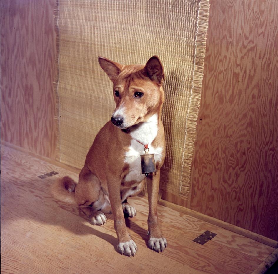 圖中是1959年在賓夕凡尼亞拍攝的貝生吉犬，這種犬種不會吠叫，但會發出奇特的「短促叫聲」。PHOTOGRAPH BY NINA LEEN, THE LIFE PICTURE COLLECTION, GETTY IMAGES 