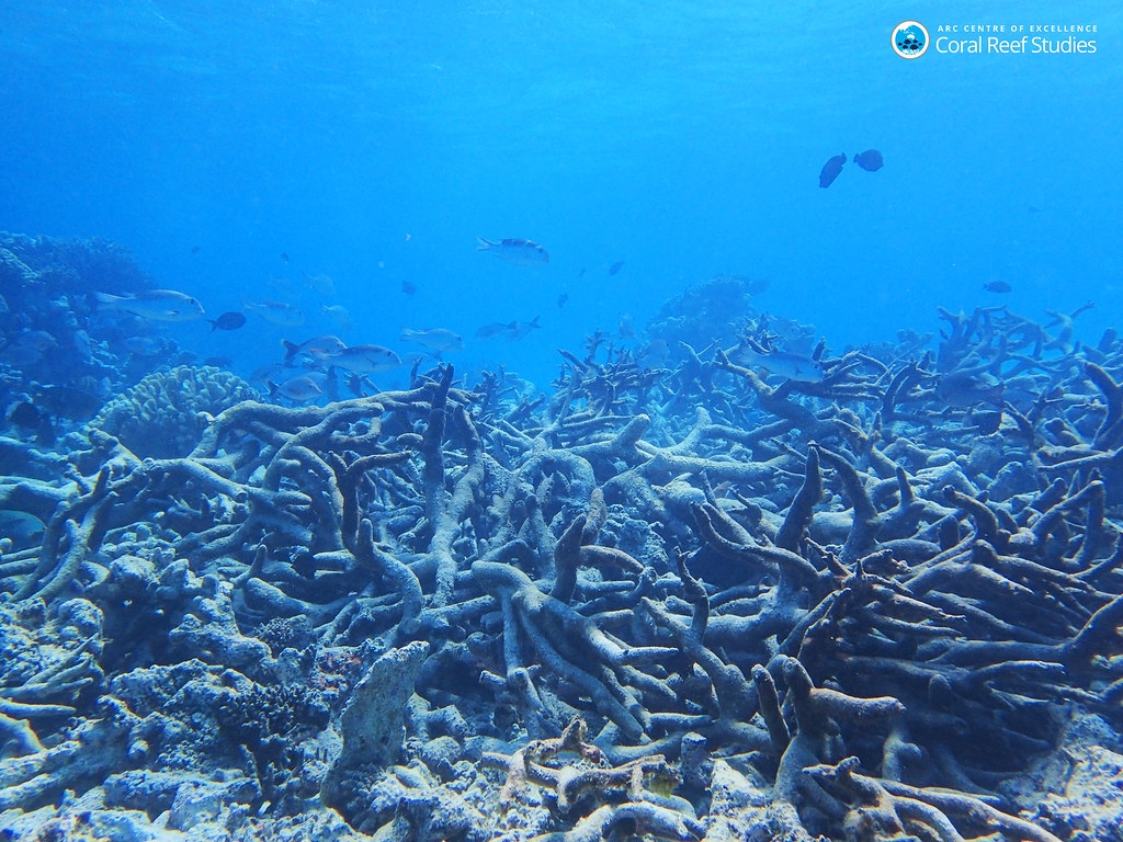  澳洲昆士蘭州一處已白化死亡的珊瑚礁。圖片來源：ARC Centre of Excellence for Coral Reef Studies（CC BY-ND 2.0）