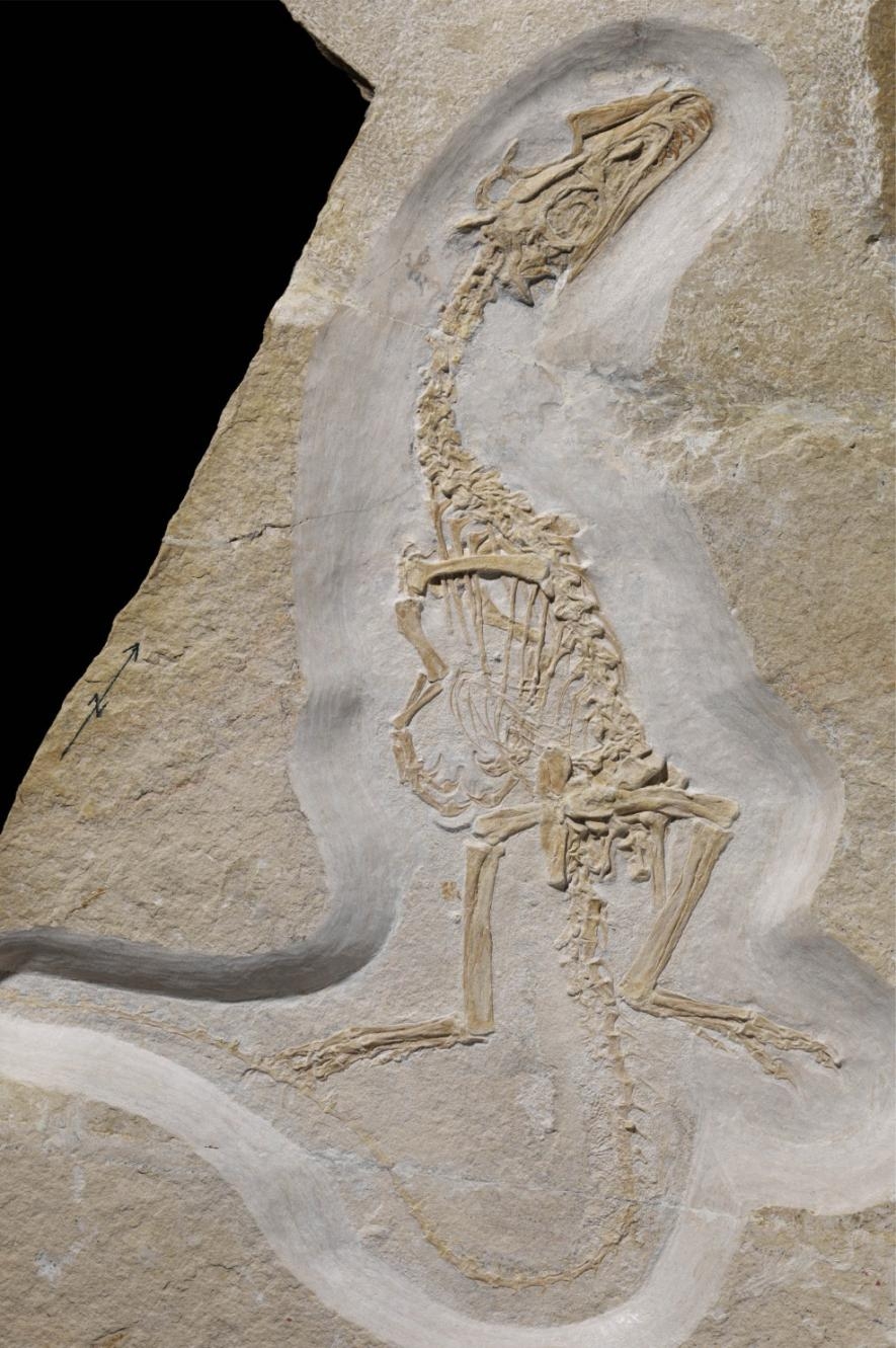 這副斯氏侏羅獵龍（Juravenator starki）的正模化石展現出這隻動物的骨骼結構。牠尾部的化石鱗片也和這副標本一起出土。COURTESY OF PHIL R. BELL 