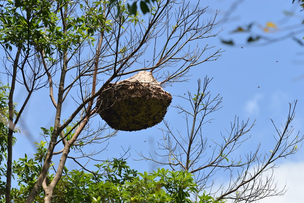 黑腹虎頭蜂蜂窩高高掛在樹上，外表有明顯的紋路，和舉尾蟻巢明顯不同。林試所提供