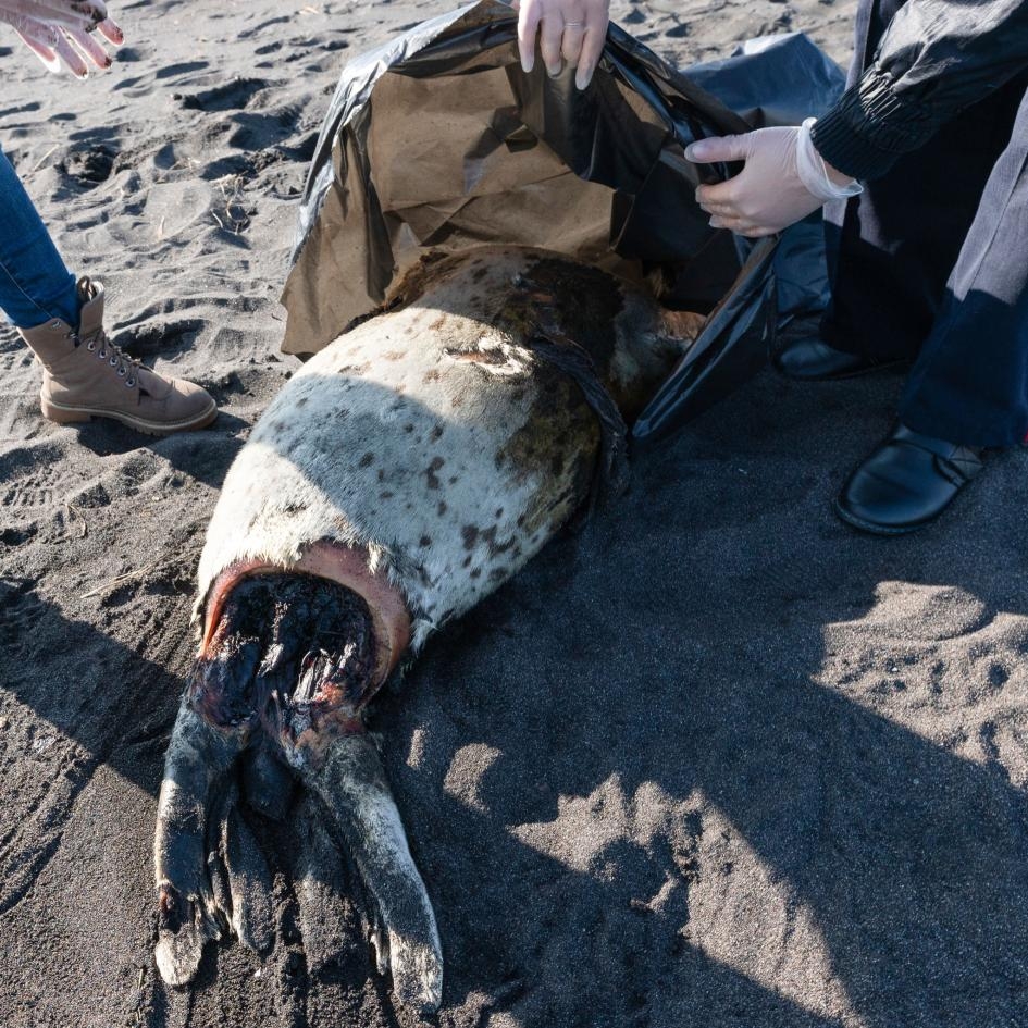 一隻死去的斑海豹，伴隨著一堆堆已無生命的海膽、海星及其他底棲生物，被沖上俄羅斯遠東地區的哈拉克特爾斯基海灘（Khalaktyrskiy Beach）。PHOTOGRAPH BY ALEXANDR PIRAGIS / SPUTNIK VIA AP
