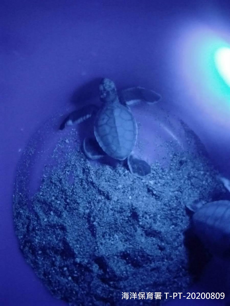 屏東墾丁今年8月出現24隻迷途小海龜。海保署提供