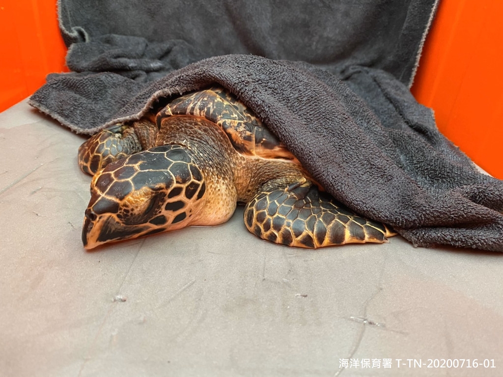 臺南七股擱淺玳瑁海龜，初步保溼處理。海保署提供