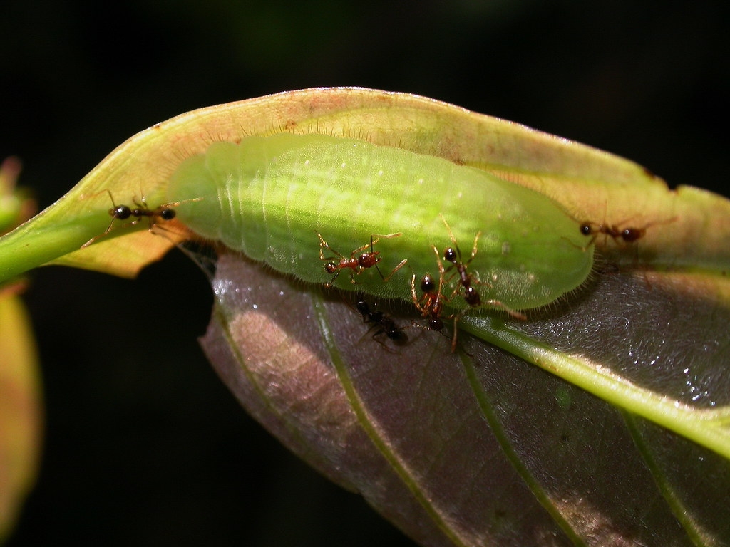 哈佛一項研究中顯示，吸食日本紫灰蝶蜜露後，抑制了螞蟻腦內多巴胺濃度，有如吸毒般成癮。圖為日本紫灰蝶幼蟲。攝影：黃行七