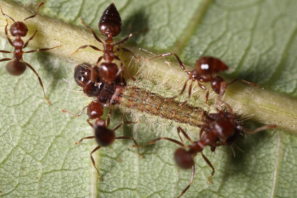 灰蝶與螞蟻之間錯縱複雜的關係，至今仍是學者熱衷的研究對象。圖為舉尾蟻照顧虎灰蝶幼蟲。攝影：呂晟智