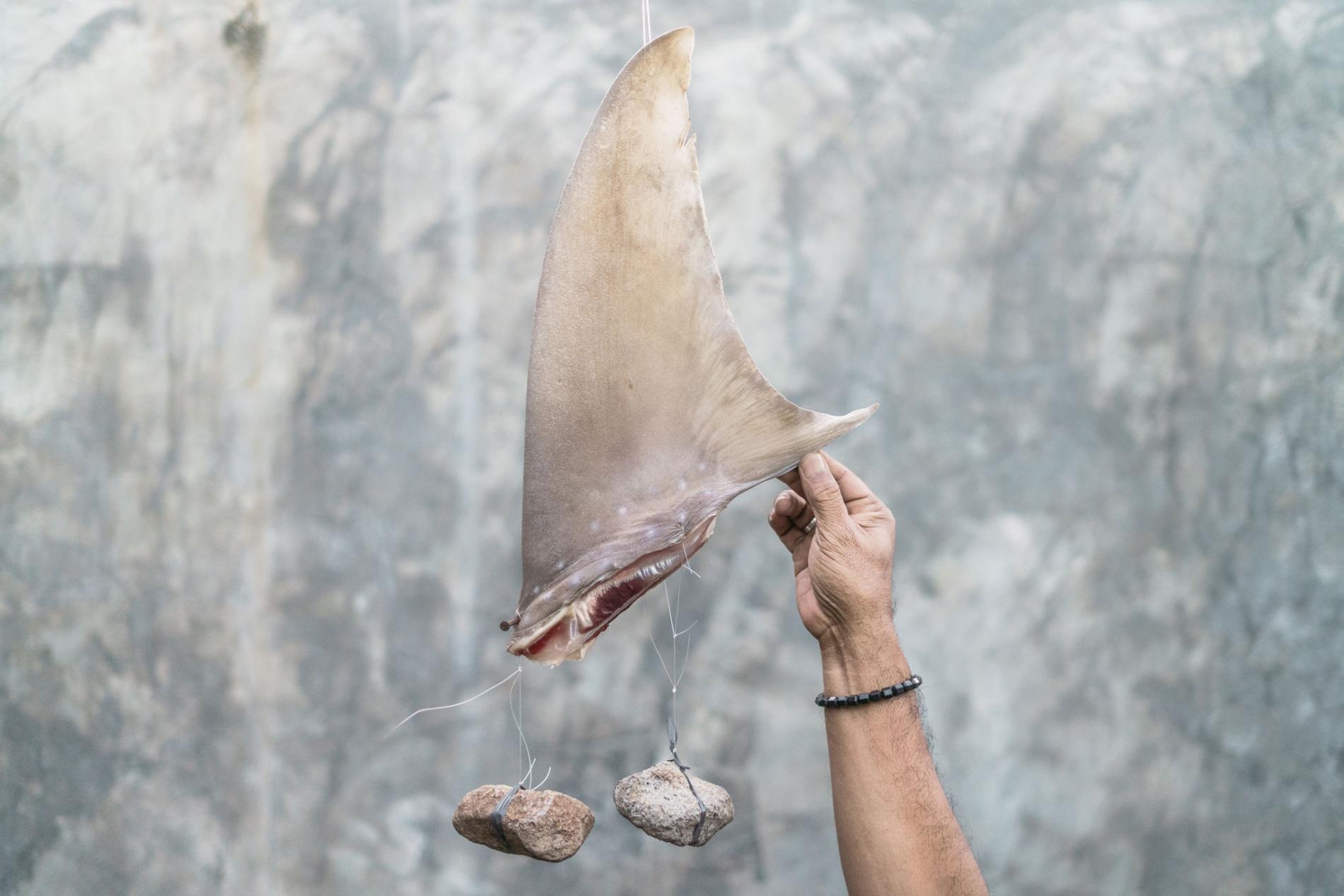 一片魚翅綁上了石頭，以便在乾燥過程中維持形狀。一項針對市面上魚翅的新研究，驚訝地發現其實有許多魚翅是從沿岸水域抓來的，而不是像諸多科學家以為的那樣，是在公海捕撈的。
