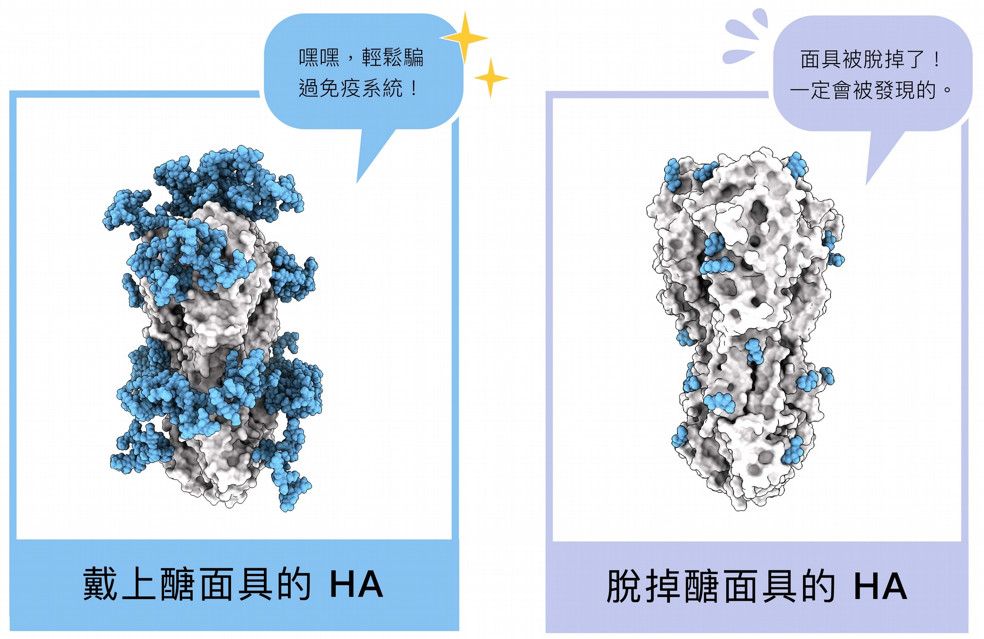 HA 醣蛋白結構，藍色部分即為醣面具，左圖為原本布滿醣分子的結構，右圖為研究員拿掉絕大多數醣分子後、還原 HA 的真面目。 圖│研之有物 (資料來源│馬徹實驗室) 