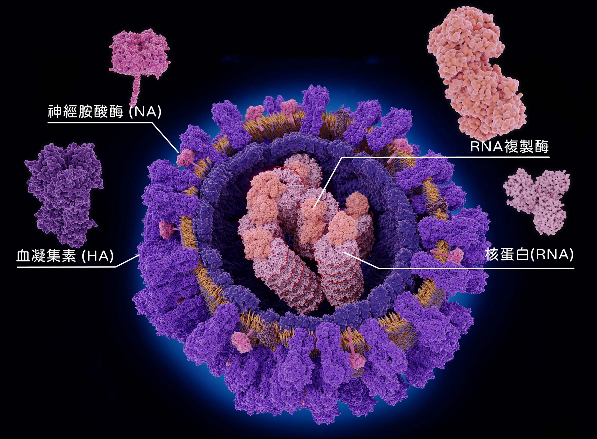 流感病毒直徑約 80～120 奈米，因為是 RNA 病毒，非常容易變異。入侵細胞全靠外套膜上兩種醣蛋白：一種是血凝集素(Hemagglutinin，簡稱 HA)，能幫助病毒黏附宿主細胞，一種是神經胺酸酶 (Neuraminidase，簡稱 NA)，幫助病毒在宿主細胞內繁殖後離開、持續在宿主體內擴散。 圖│iStock 