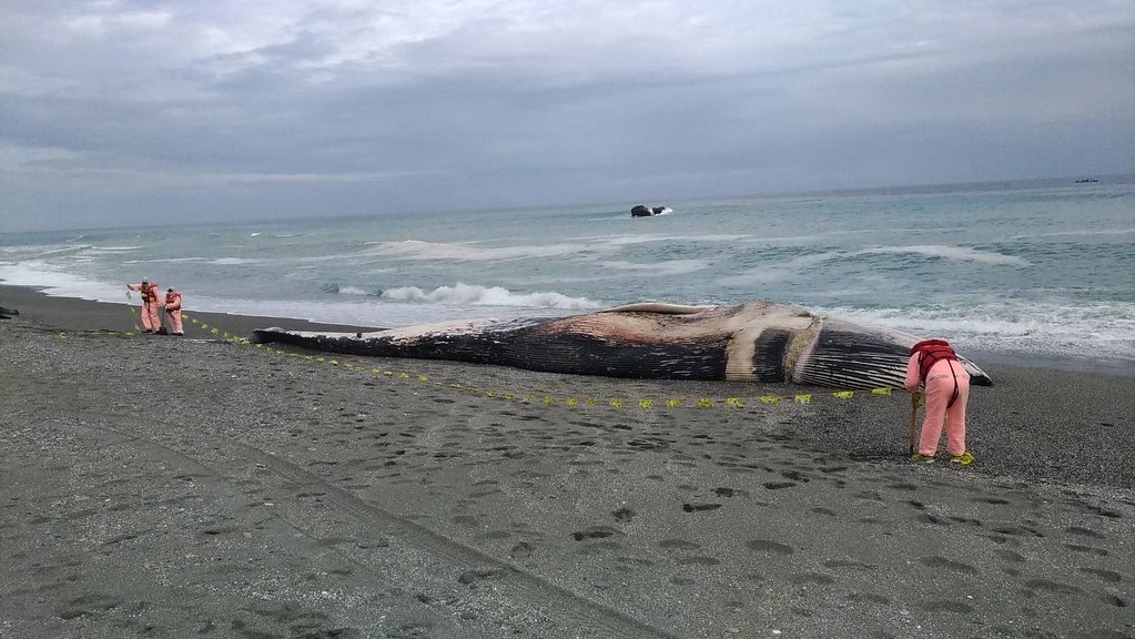 春節擱淺臺東長濱外海藍鯨，初步鑑定來自北印度洋類群。圖片來源：海保署