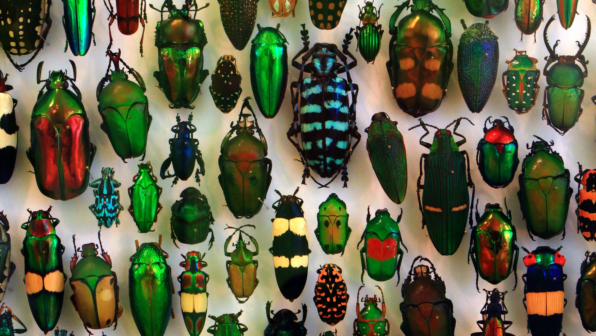 酷知識測驗：真的「甲」不了的甲蟲酷知識