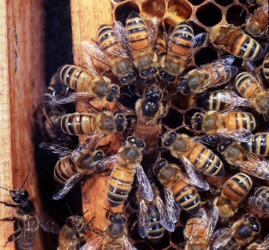 在英國的一個蜂巢中，工蜂們圍繞著產卵的蜂后。PHOTOGRAPH BY KIM TAYLOR, NATURE PICTURE LIBRARY 