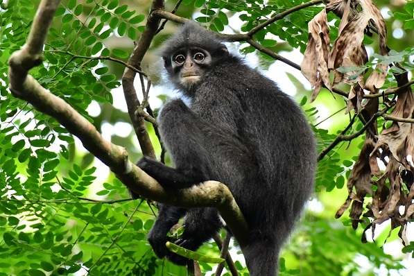 居住在新加坡的印尼葉猴。照片來源：維基百科／Andie Ang（CC BY-SA 4.0）