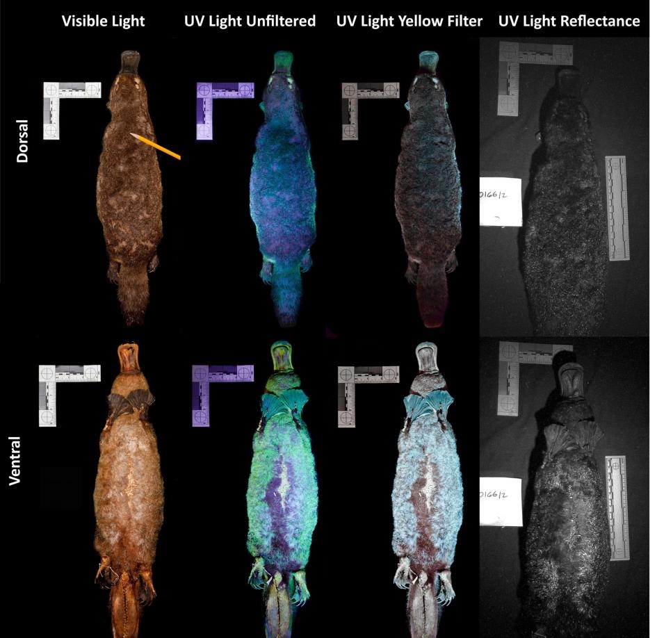 這張影像顯示鴨嘴獸被紫外光照射時是什麼模樣。研究人員強納森．馬丁（Jonathan Martin）解釋，紫外光「將一切都浸在紫光裡，所以相機很難拍下肉眼看到的景象；黃色濾鏡會減少紫色，使影像呈現出螢光更『真實』的色彩。」COMPOSITE COURTESY OF JONATHAN MARTIN/NORTHLAND COLLEGE; FROM ANICH ET AL. 2020
