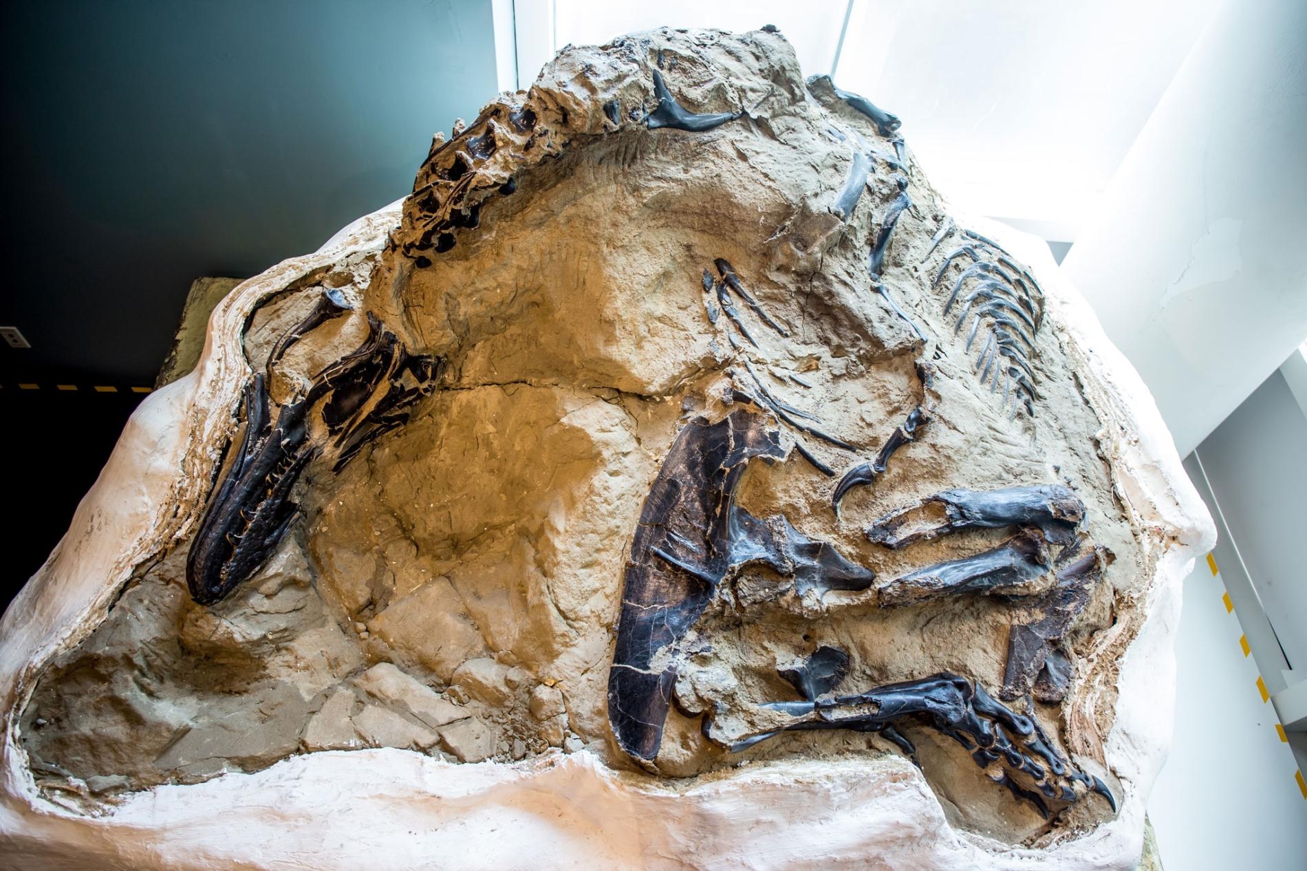2006年，商業化石獵人發現了這副幾近完整的精美暴龍化石，旁邊還躺著一隻植食性三角龍骨骸。最近，美國北卡羅來納州的博物館取得了這對史前化石，科學家首度有機會開始研究這副化石。 PHOTOGRAPH BY MATT ZEHER