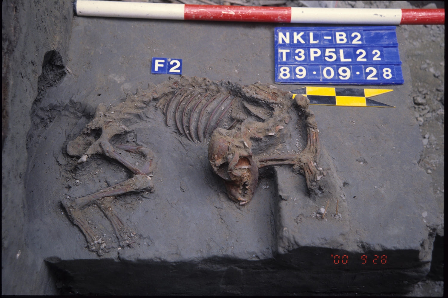 大坌坑時期的「臺灣第一犬」，是臺灣目前發現最早的家犬。 圖片來源／臧振華提供 