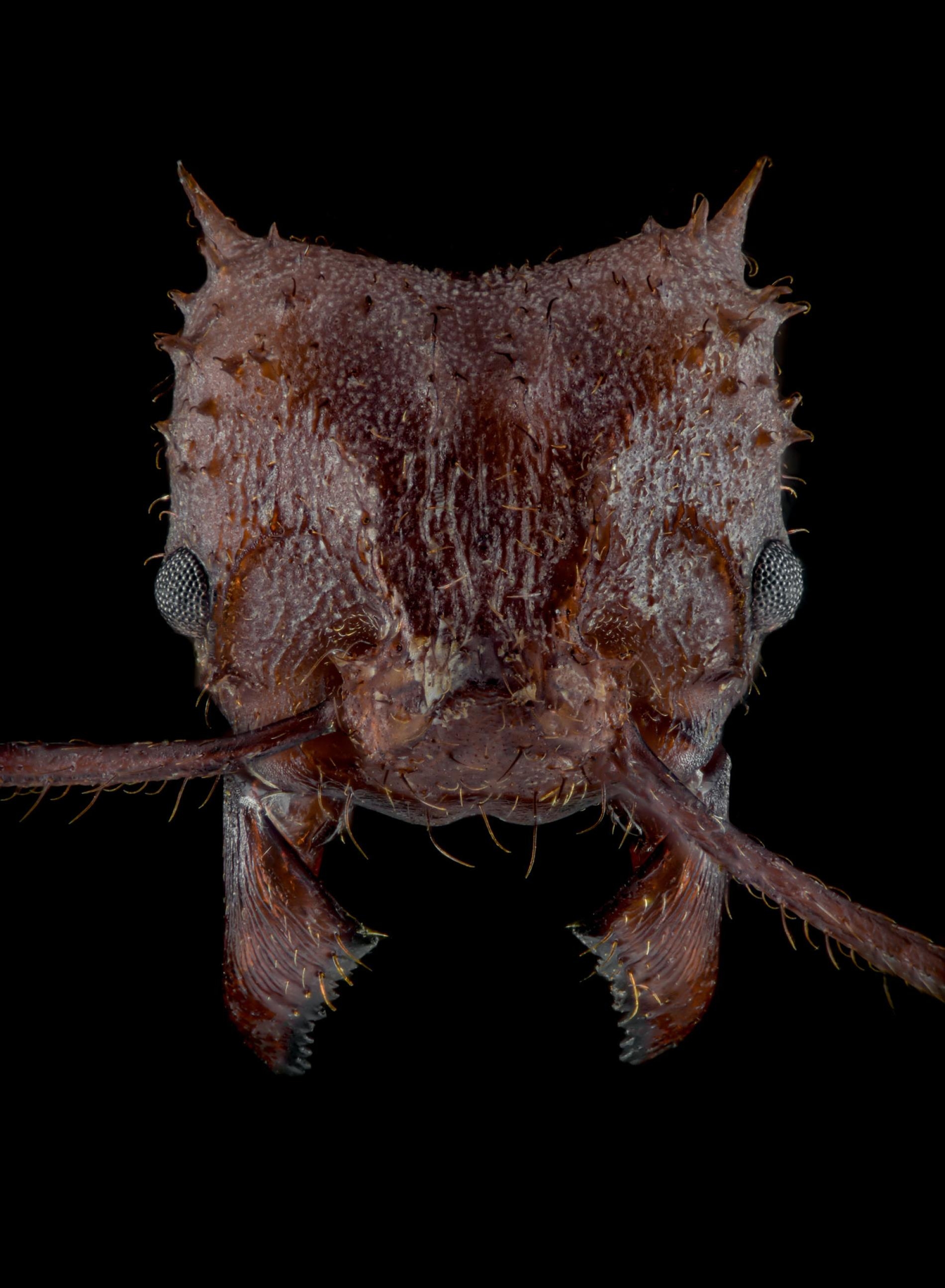 棘頂切葉蟻體表發現新型生物礦質盔甲 PHOTOGRAPH BY EDUARD FLORIN NIGA / EDDIMAGE PHOTOGRAPHY 【首頁影片】無 