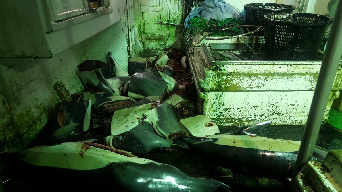 海豚屍體散落在環境正義基金會追蹤的一艘漁船的甲板上。這艘船上的船員描述說他們捕殺了約100隻海豚，用來當作捕鯊魚的餌。 PHOTOGRAPH PROVIDED TO EJF 