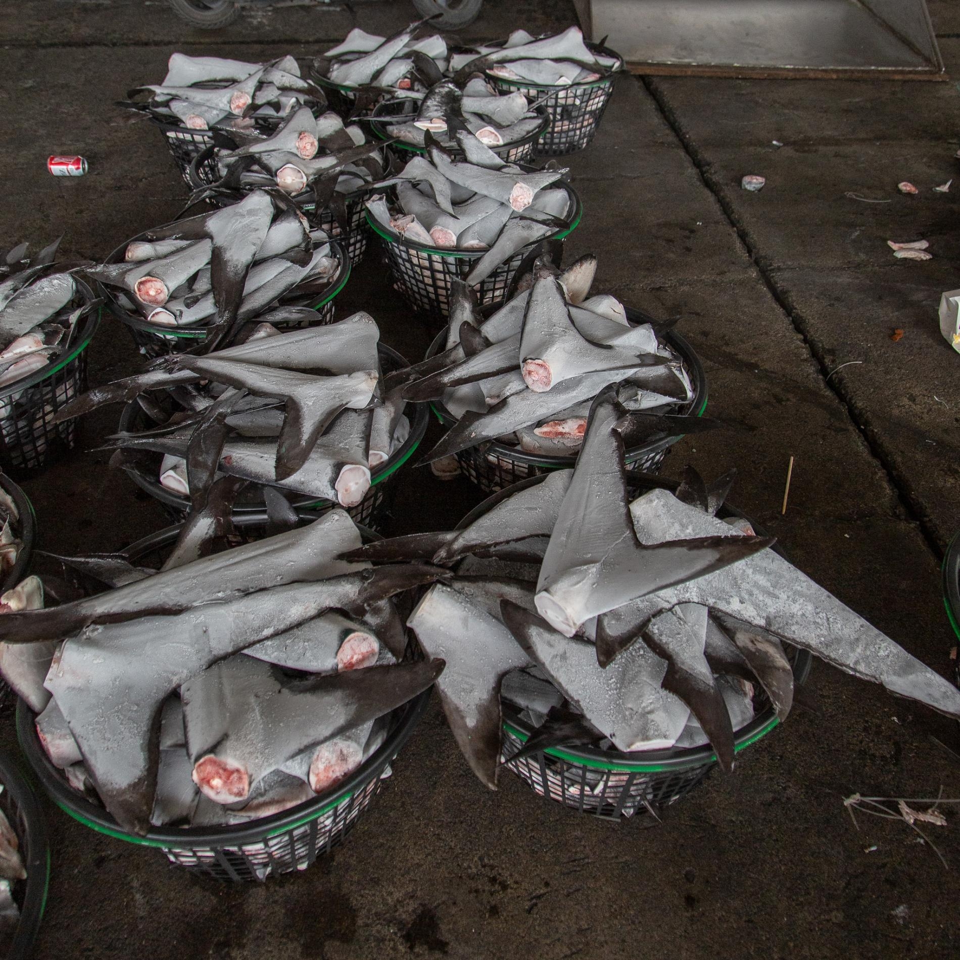 臺灣東港鎮的碼頭上，一簍簍的鯊魚鰭正等著處理。在過去，非法捕捉海豚當作捕鯊誘餌、還有割取鯊魚鰭等罪行很少被起訴。根據環境正義基金會的報告，這有部分是因為臺灣「執法制度的崩壞」。 PHOTOGRAPH BY EJF 