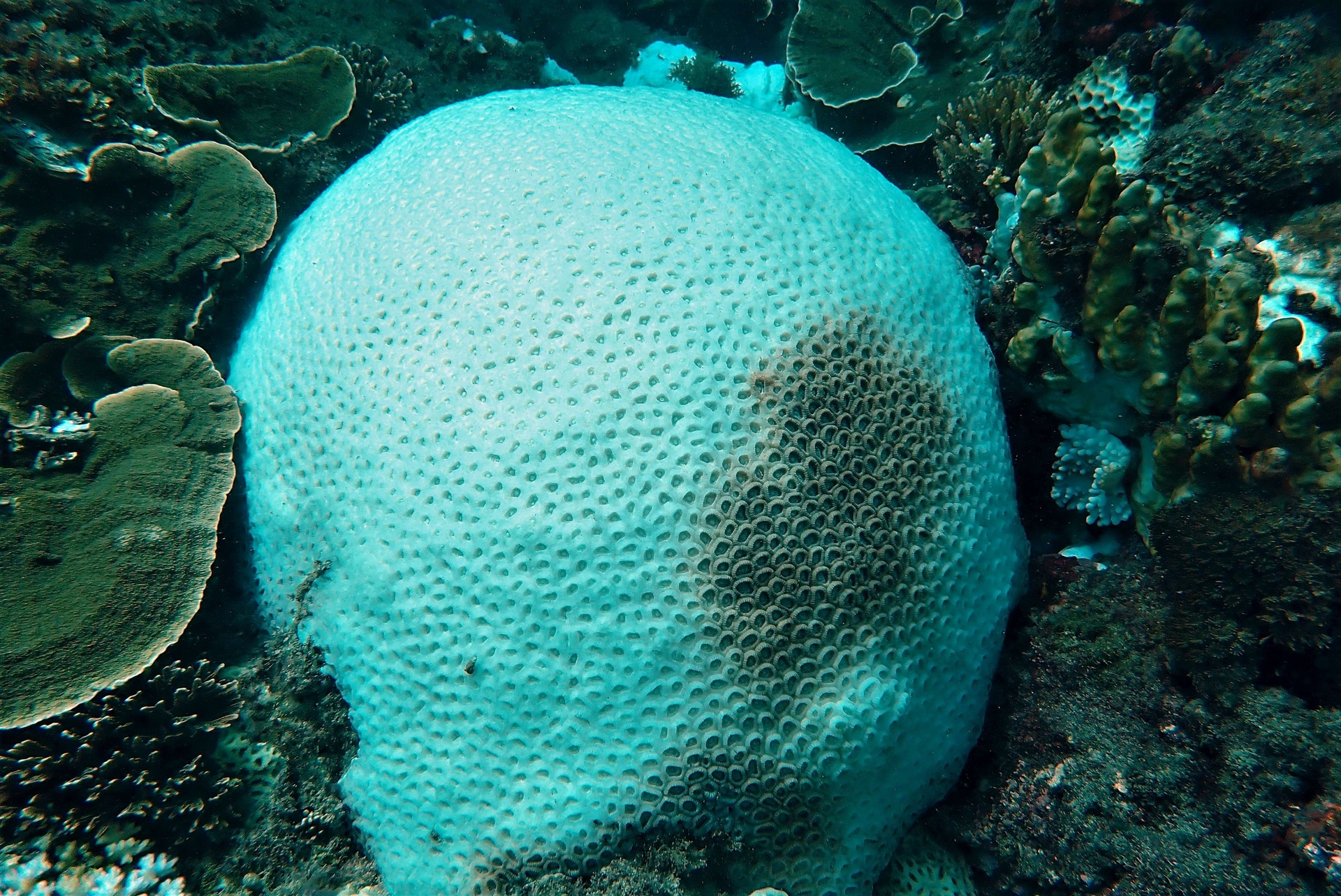 白化的盤星珊瑚。照片提供：戴昌鳳
