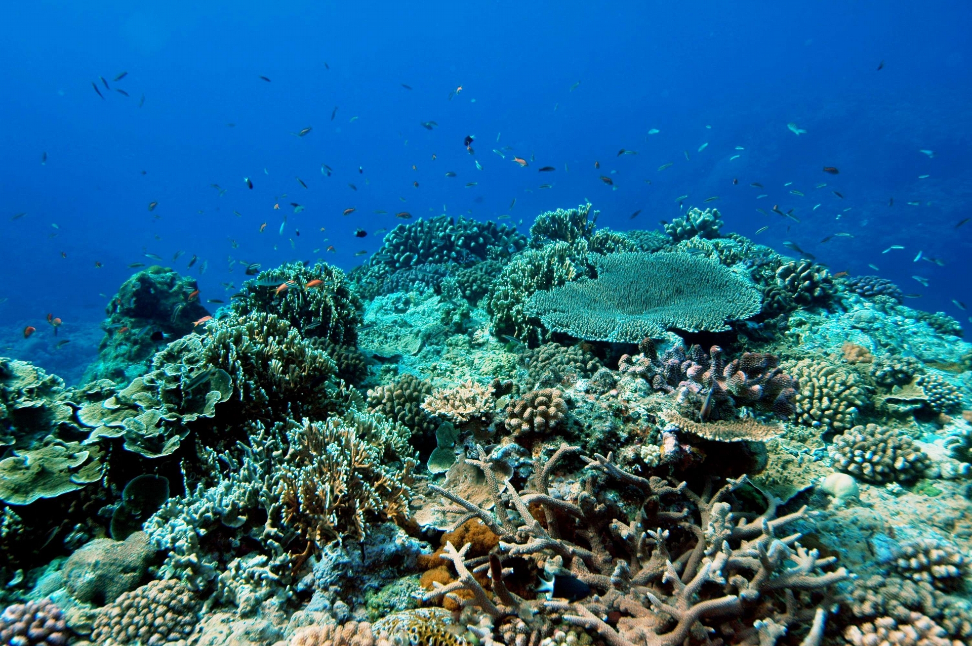 健康的珊瑚礁生機蓬勃。照片提供：戴昌鳳