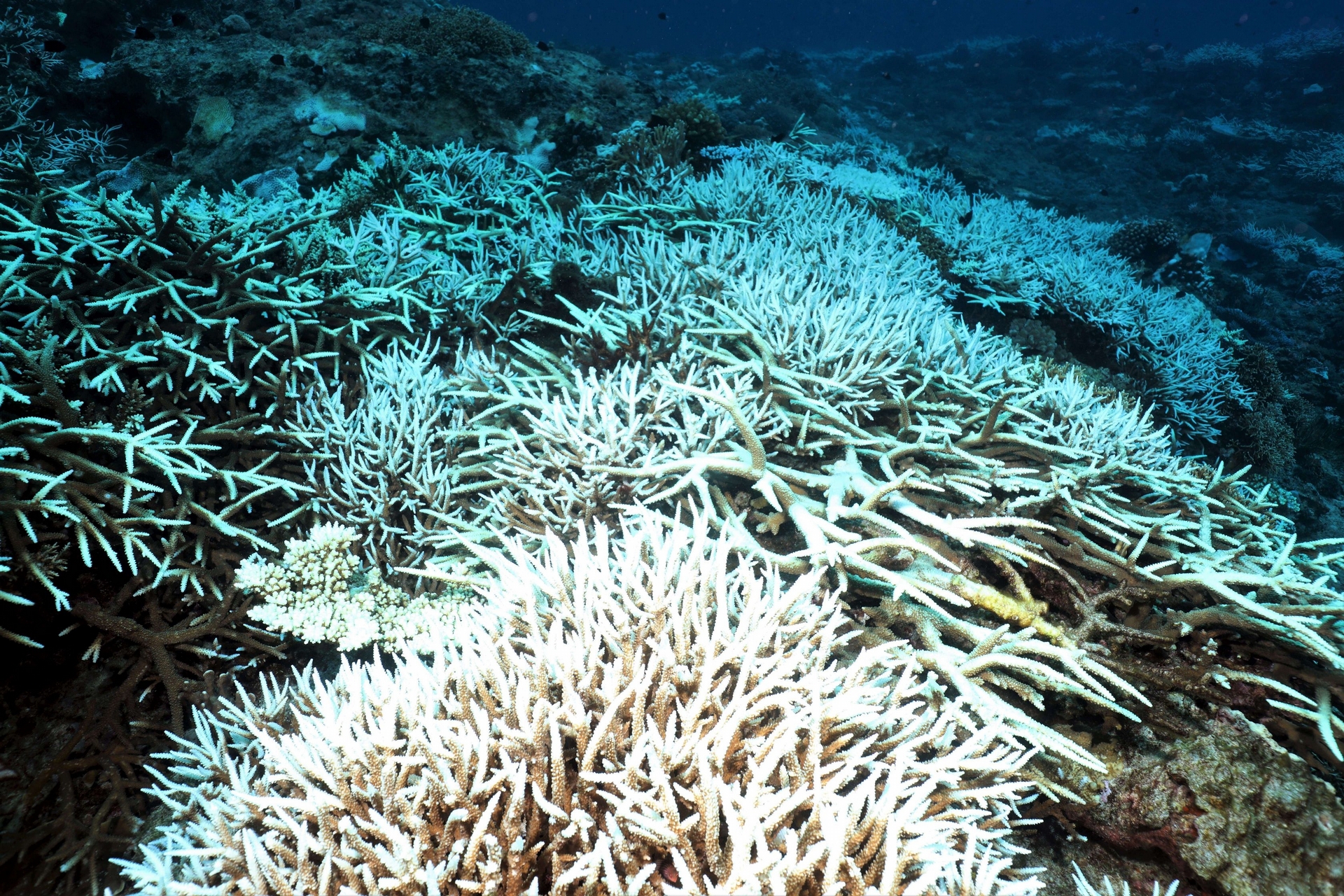 綠島海域的珊瑚大白化。照片提供：戴昌鳳