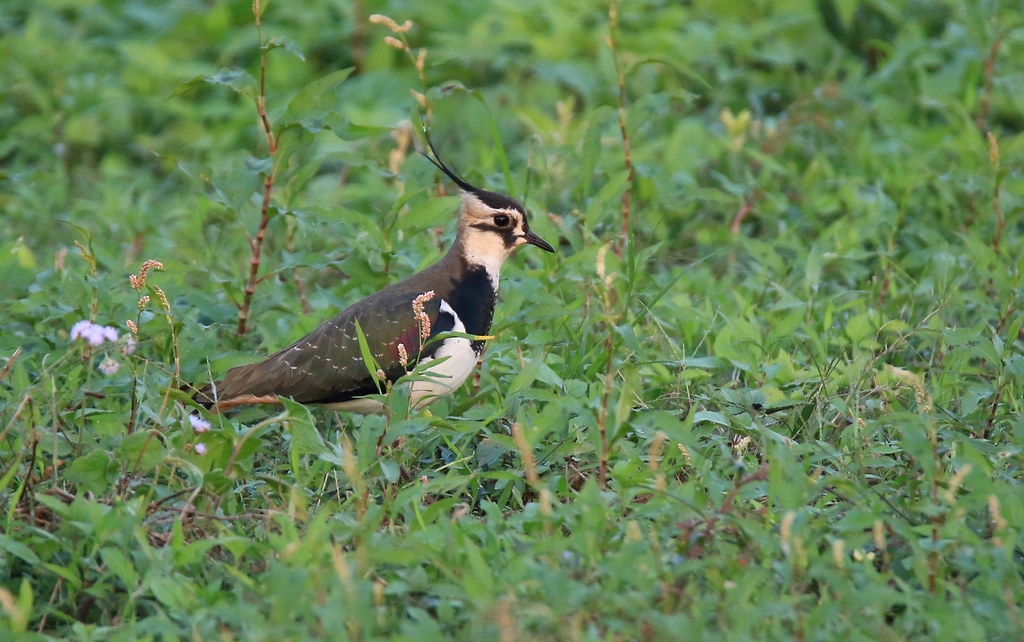 每年冬天訪臺的小辮鴴，又有土豆鳥之稱，雲林鳥會固定數鳥確保族群安康。攝影：呂翊維