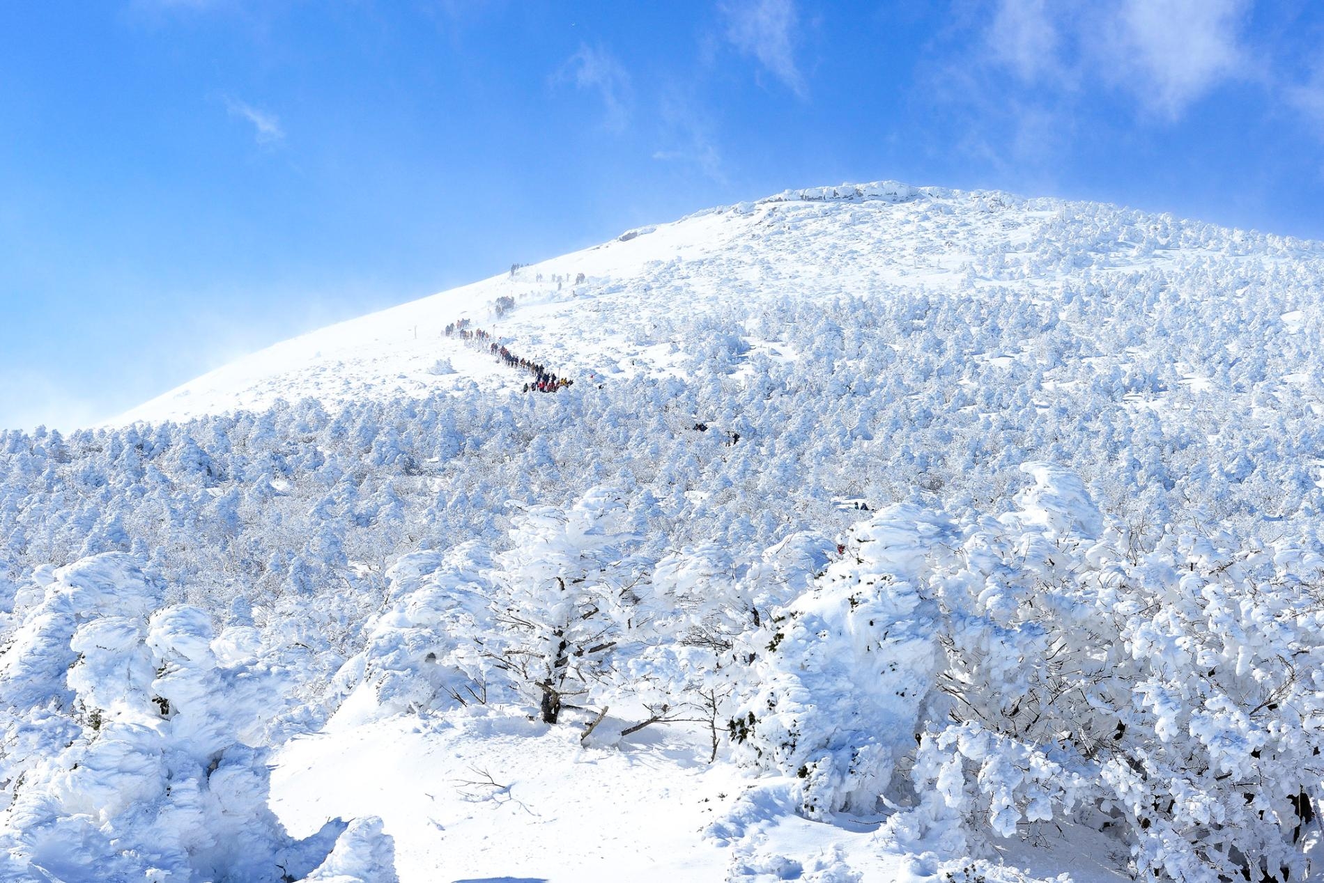 漢拏山上覆蓋白雪的朝鮮冷杉。這種樹需要充足積雪，才能達到它在春季及夏季對溼度的需求。2.	PHOTOGRAPHS BY KIM JIN