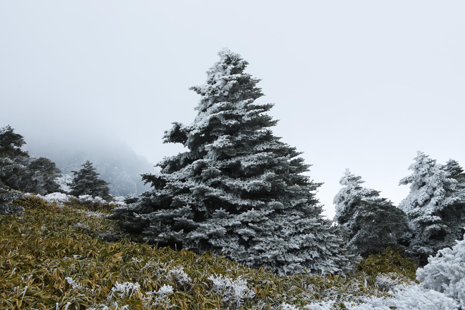 生長在南韓漢拏山上的朝鮮冷杉。韓國人購買這種在苗圃中培養的冷杉，在耶誕節裝飾自己的家。但在野外，這種生長緩慢的樹受到氣候變遷的威脅。PHOTOGRAPH BY JIN KIM
