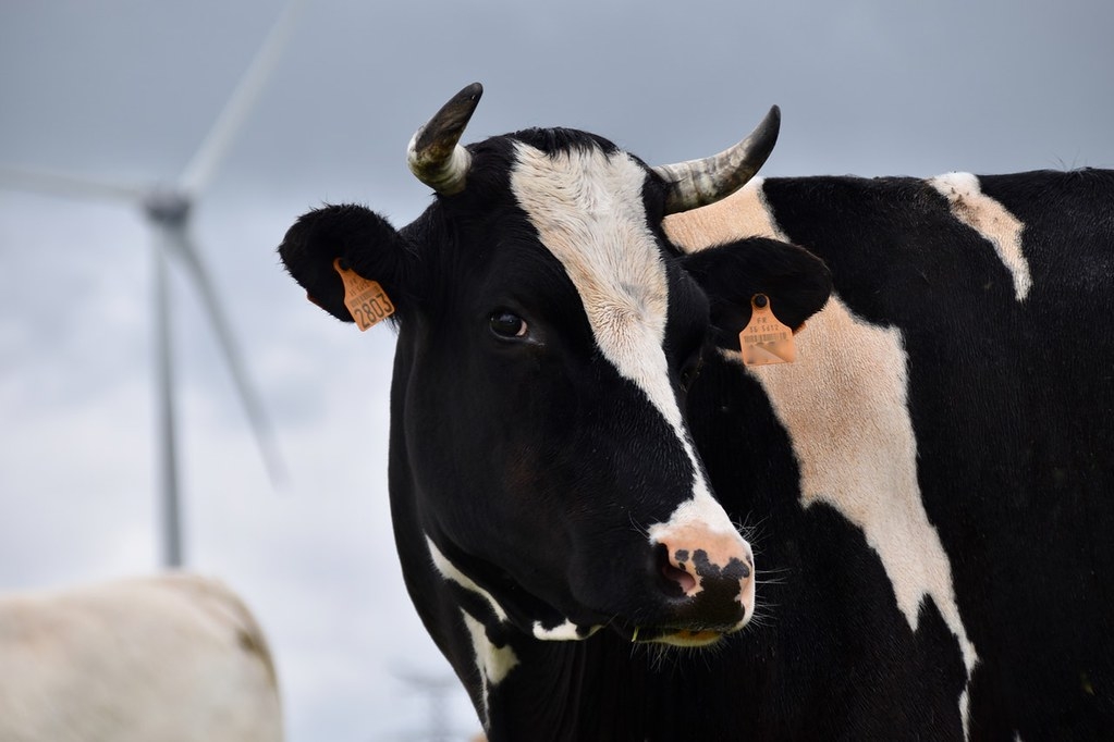 草飼牛沒有更友善氣候 研究：有機飼養耗時更久、碳排延長