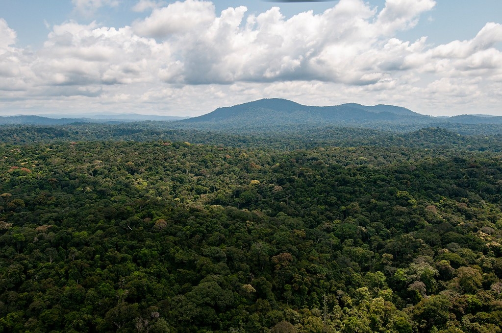 加蓬境內的熱帶雨林。照片來源：加蓬國家公園管理局臉書