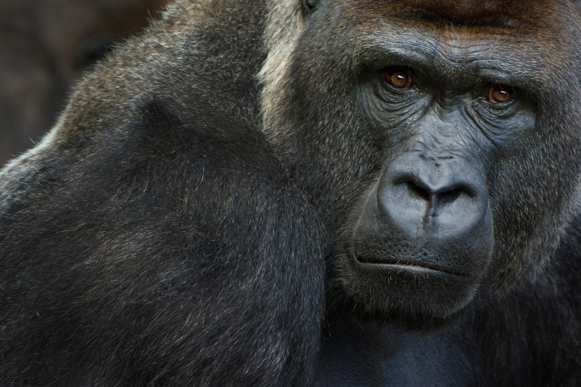 我們已知極度瀕危的西部低地大猩猩容易感染新型冠狀病毒。1月11日，聖地牙哥野生動物園有三隻西部低地大猩猩被檢測出陽性。PHOTOGRAPH BY EDWIN GIESBERS, NATURE PICTURE LIBRARY
