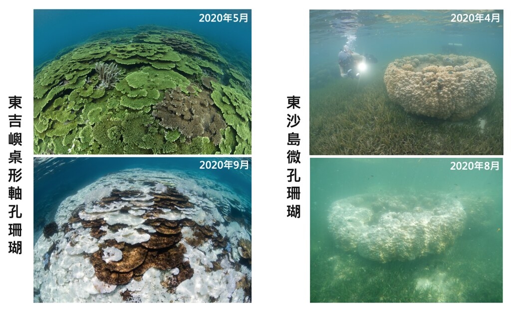 2020年東沙島、東吉嶼不同月份珊瑚白化程度比較。照片提供：蘇淮