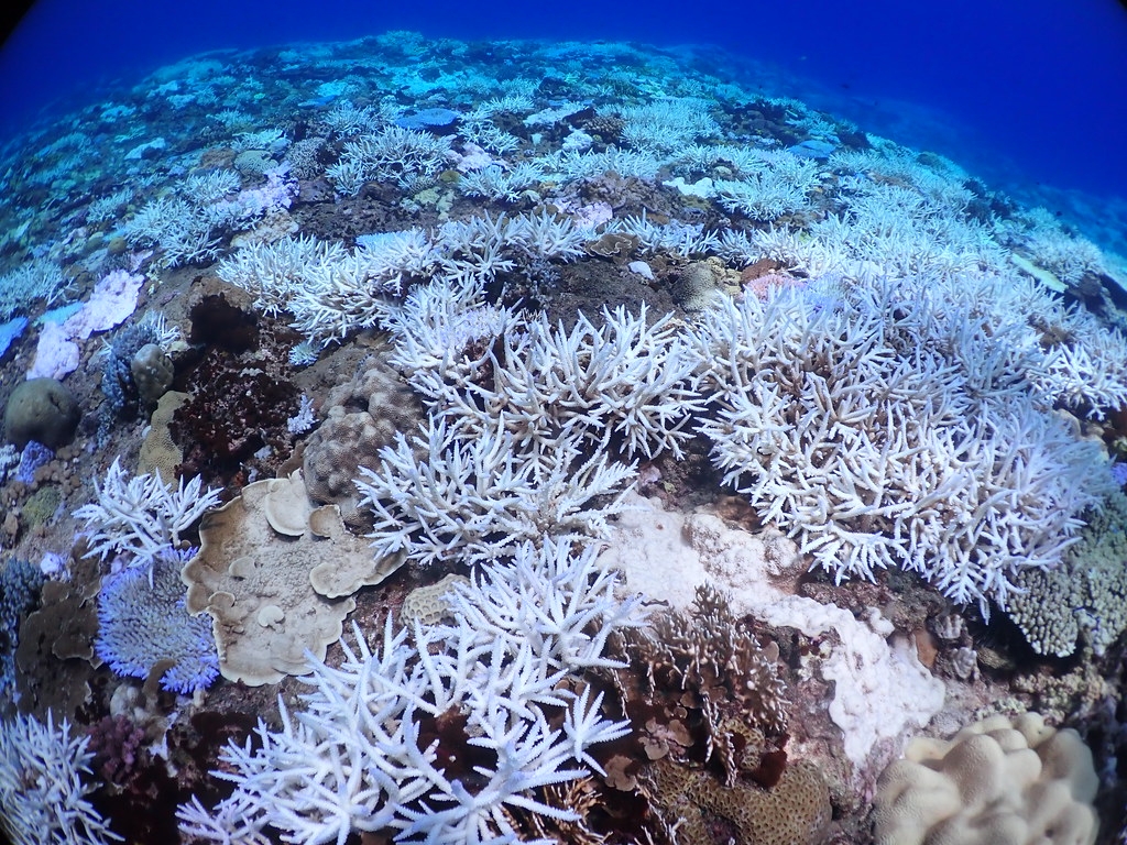 2020年臺灣發生史上最大規模的珊瑚白化事件。圖為綠島龜灣10公尺深處，白化的軸孔珊瑚群。照片提供：郭兆揚