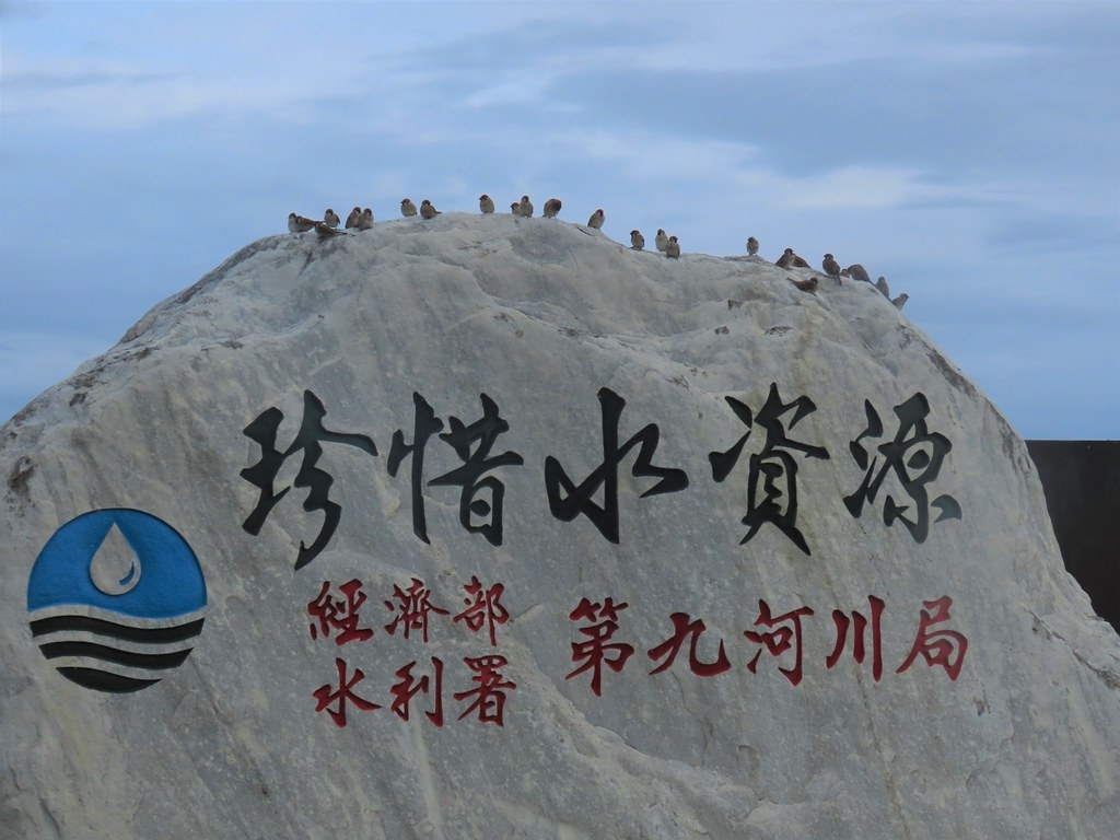 海岸邊的石碑上，聚集的鳥群。攝影：廖靜蕙