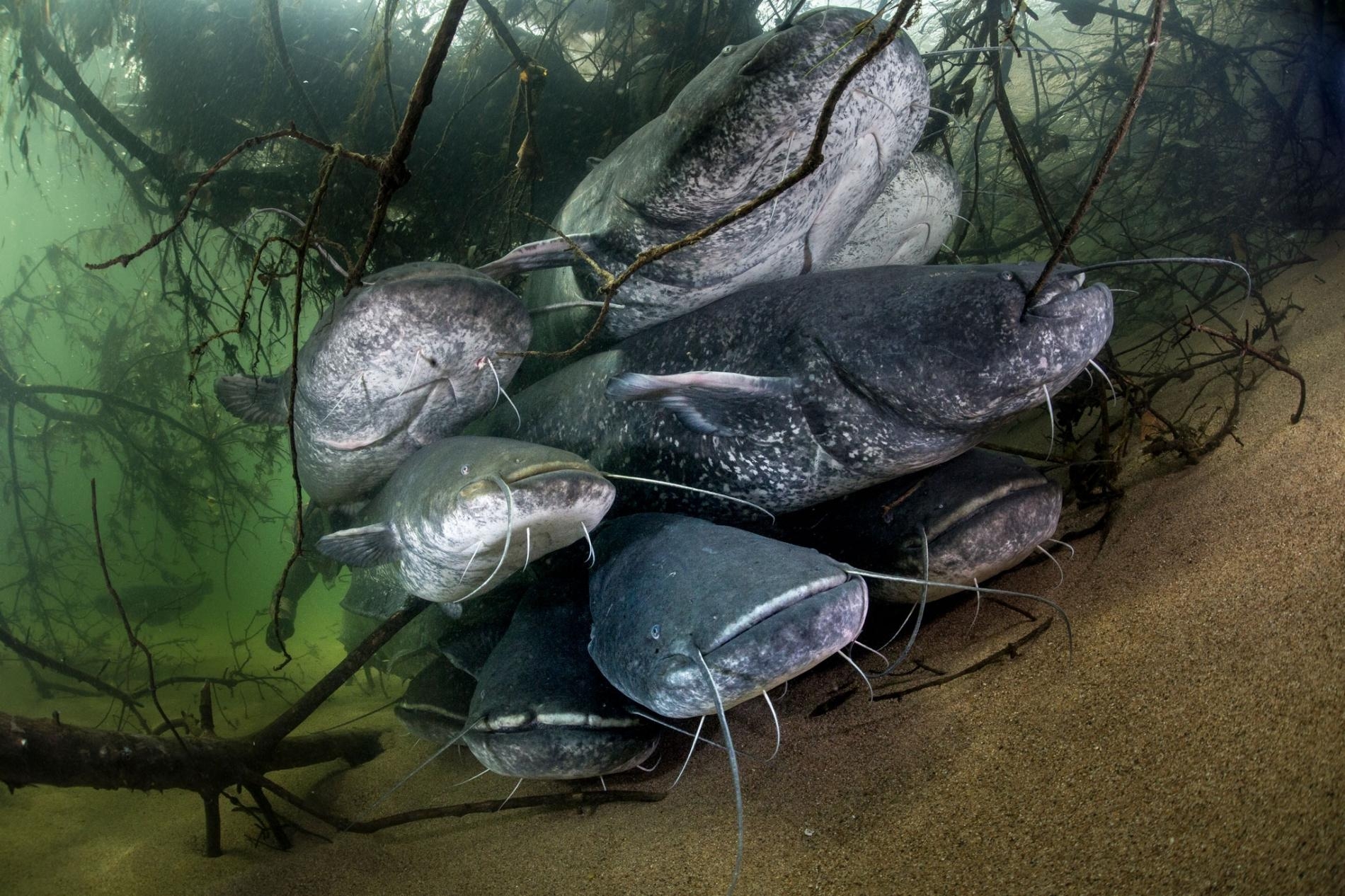 原生於東歐的歐洲巨鯰可以長到3公尺長。PHOTOGRAPH BY STEPHANE GRANZOTTO / NPL / MINDEN PICTURES 