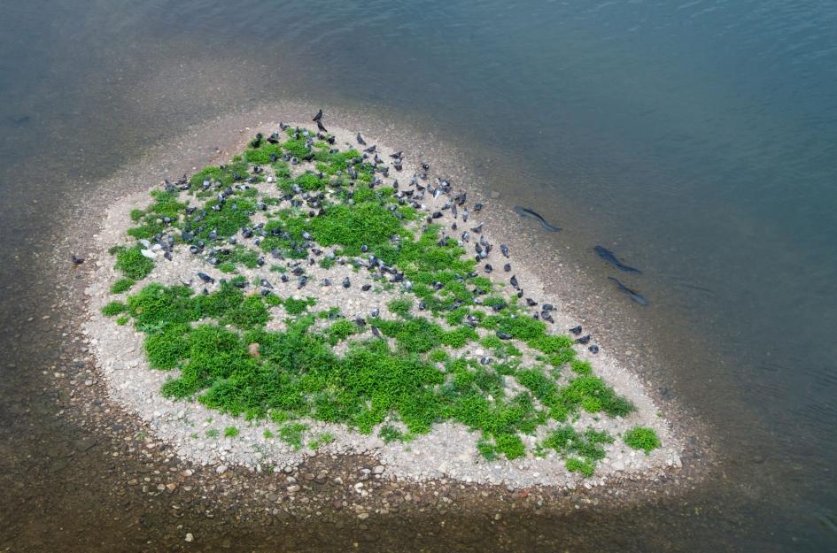 歐洲巨鯰圍繞在塔恩河中一座小島旁，準備獵食毫無防備的鴿子。PHOTOGRAPH BY REMI MASSON / NPL / MINDEN PICTURES 