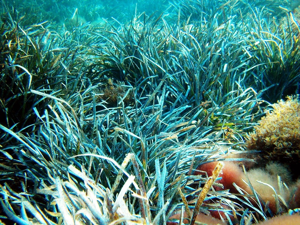 波西多尼亞海草。圖片來源：Alberto Romeo／維基百科（CC BY-SA 2.5）