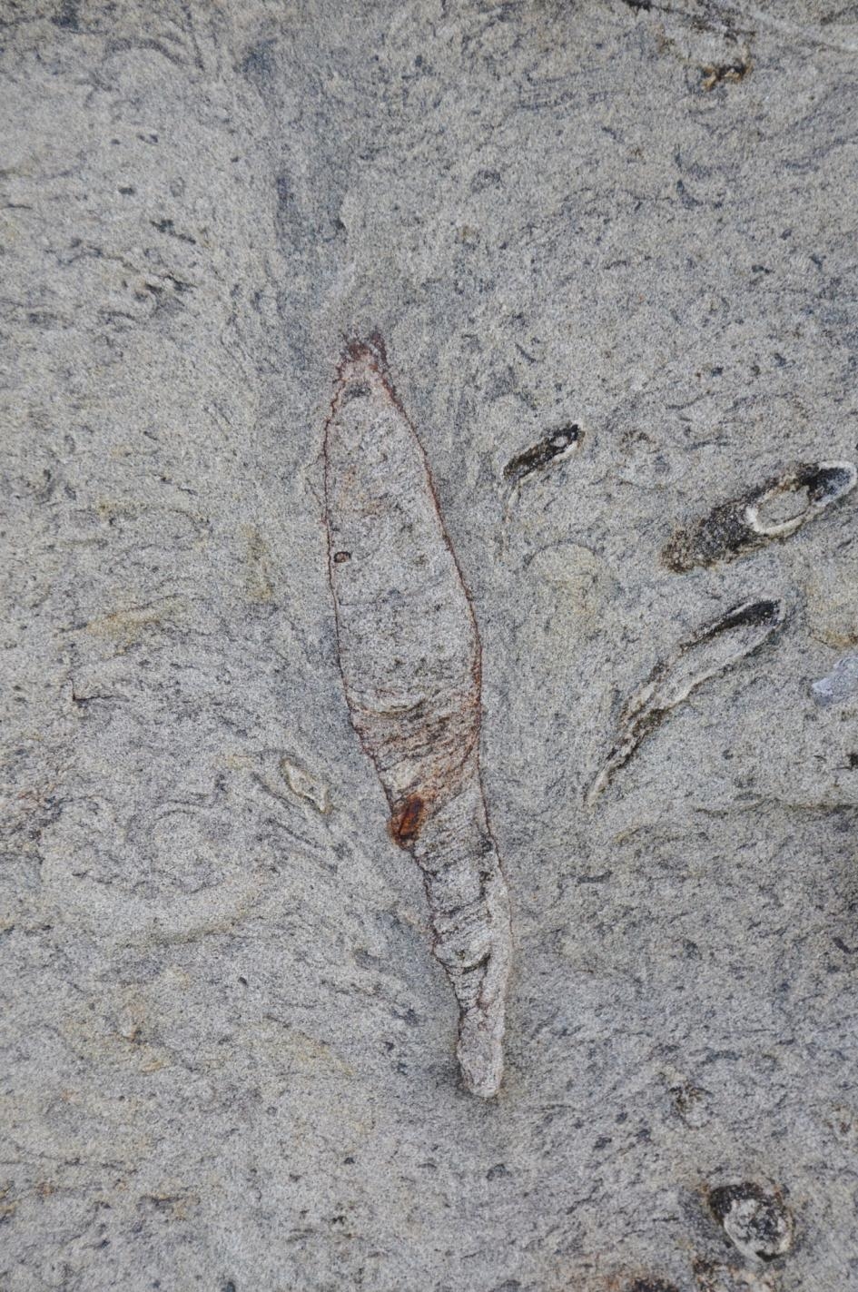 這個在臺灣找到的孔穴生痕化石，頂端形成了羽毛狀的崩塌結構，跟現代博比特蟲孔穴的結構很類似。COURTESY OF LUDVIG LÖWEMARK
