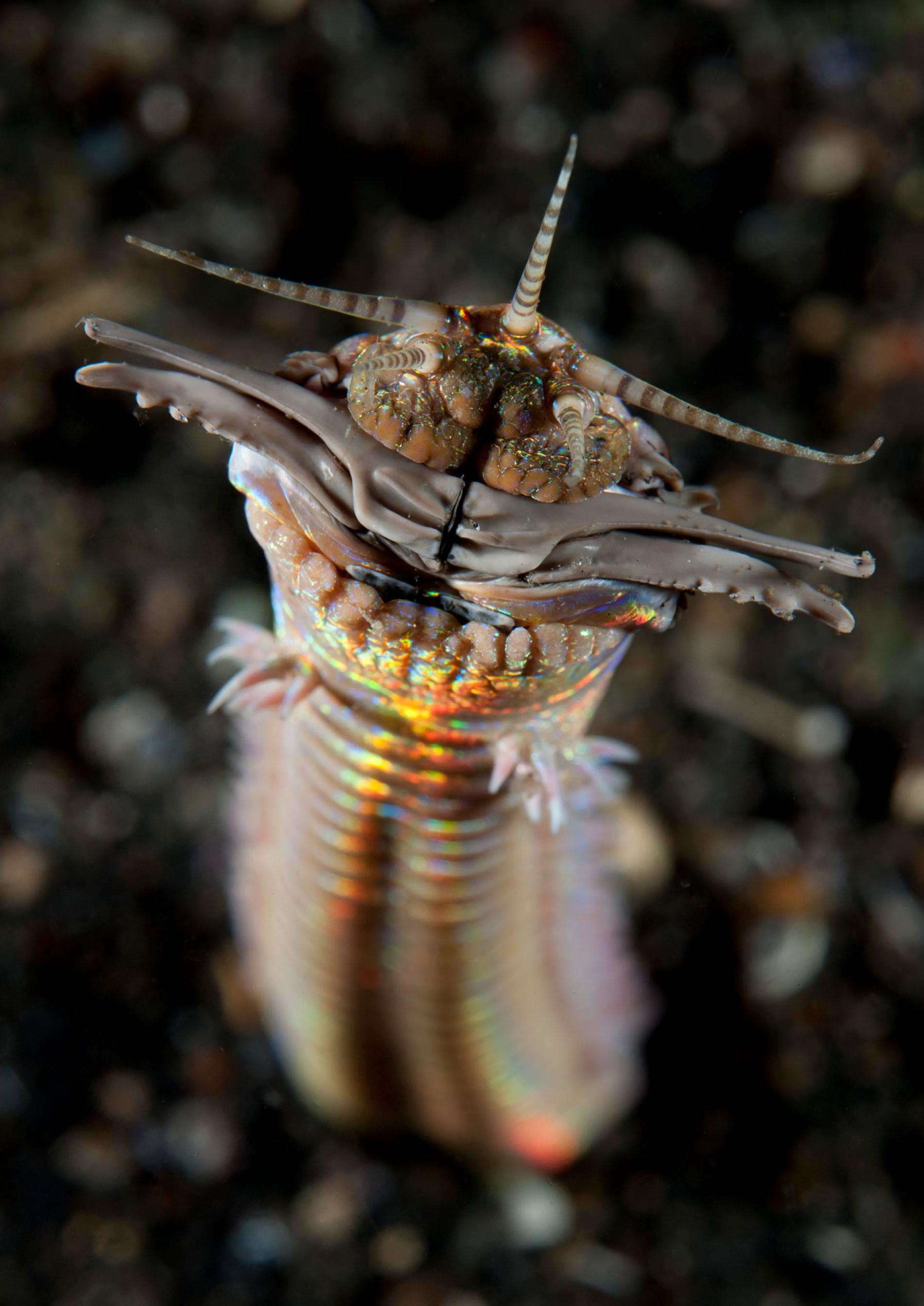 獵食性的博比特蟲可長到3公尺長。圖中這隻攝於印尼的倫貝海峽（Lembeh Strait）。PHOTOGRAPH FROM RYAN ROSSOTTO, NAT GEO IMAGE COLLECTION