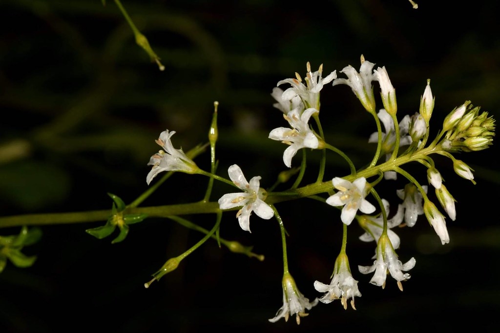 2012年發表的新紀錄種澤珍珠菜（Lysimachia candida）長久來視為滅絕，去年花季再度出現臺灣北部。攝影：王偉聿